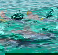 Swim with Dolphins Day Trip from Perth