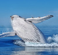 Whale Watching Dunsborough - Tourism Adelaide
