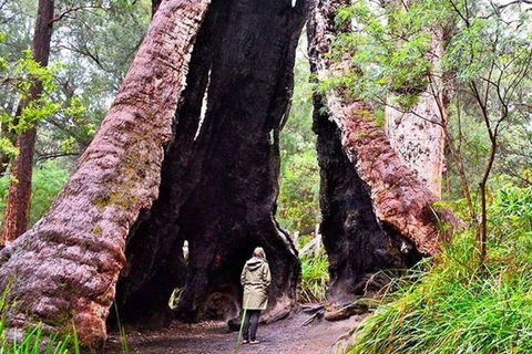 Albany Southwest Wilderness Day Tour - Fly From Perth - Tourism Adelaide 7