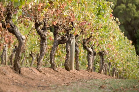 Vasse Felix Winery Tour And Tasting - Tourism Adelaide 3