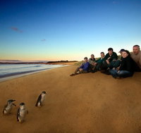 Phillip Island Ultimate Penguin Eco Tour or Skybox Experience - Tourism Adelaide