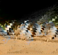 Phillip Island Penguin Parade Express Tour from Melbourne - Tourism Adelaide