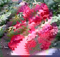 Mornington Peninsula including Strawberry Farm Day Tour from Melbourne - Tourism Adelaide