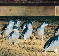 Half Day Phillip Island Penguin Parade PLUS Tour - Tourism Adelaide