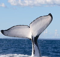 Phillip Island Whale Watching Tour - Tourism Adelaide