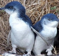 Day Tour of Phillip Island Nature Parks  Penguins - Tourism Adelaide