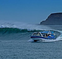 Phillip Island Wildlife Cruise with Optional Penguin Parade and 3 Park Pass - Tourism Adelaide