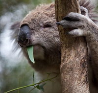 Phillip Island Koala Conservation Centre Entry ticket - Tourism Adelaide