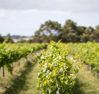 Phillip Island Wine Experience Tour - Tourism Adelaide