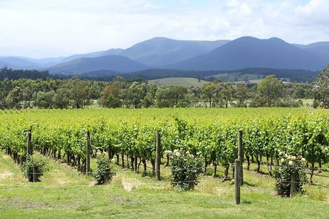 Yarra Valley Wine & Food Day Tour From Melbourne With Lunch At Yering Station - Tourism Adelaide 11