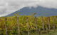 Yarra Valley Public Winery Tours - thumb 4