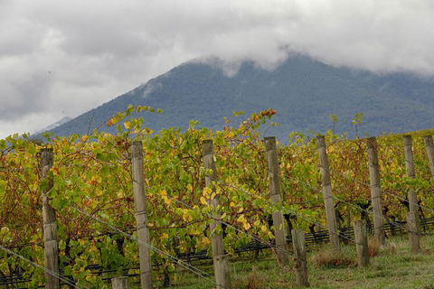 Yarra Valley Public Winery Tours - Tourism Adelaide 4