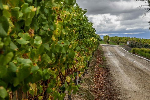 Yarra Valley Public Winery Tours - Tourism Adelaide 18