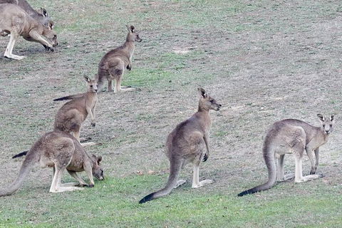 Yarra Valley Public Winery Tours - Tourism Adelaide 13