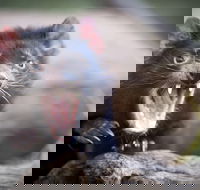 Port Arthur and Tassie Devils Active Day Tour from Hobart