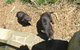 Full-Day Tasman Peninsula Tour From Hobart - thumb 3
