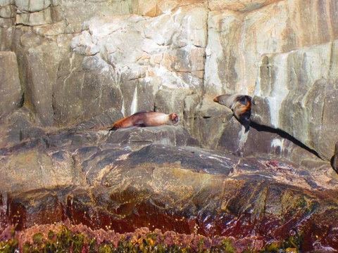Full-Day Tasman Peninsula Tour From Hobart - Tourism Adelaide 9
