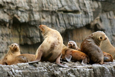 Full-Day Tasman Peninsula Tour From Hobart - Tourism Adelaide 22