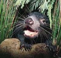 Hobart Shore Excursion Half Day Bonorong Wildlife Park with Richmond Tour - Tourism Adelaide