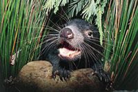 Hobart Shore Excursion: Half Day Bonorong Wildlife Park With Richmond Tour - Tourism Adelaide 0