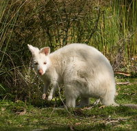 Bruny Island premium private photo-oriented day tour from Hobart - Tourism Adelaide