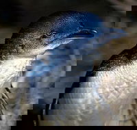 Bonnet Island Experience departing from Strahan - Tourism Adelaide