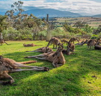 Shore Excursion Hobart's Best In Half A Day - Tourism Adelaide