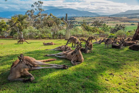 Shore Excursion: Hobart's Best In Half A Day - Tourism Adelaide 0