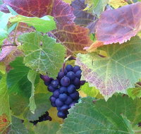 Wine at the weekend Tour from Hobart - Tourism Adelaide