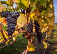Half Day Tamar Valley Wine Tour - Tourism Adelaide