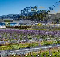 Private Tasman Peninsula Cruise Ship Tour from Port Arthur - Tourism Adelaide