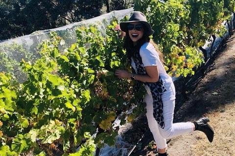 Valleys Of Vino Tour - Tourism Adelaide 1