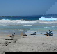 Kangaroo Island in a Day Tour from Adelaide - Tourism Adelaide