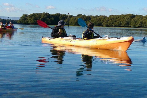 Adelaide Dolphin Sanctuary And Ships Graveyard Kayak Tour - Tourism Adelaide 3