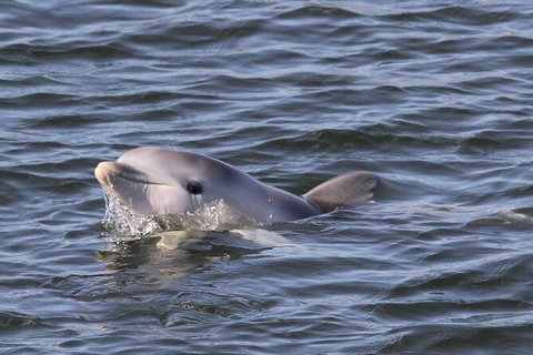 Adelaide Dolphin Sanctuary And Ships Graveyard Kayak Tour - Tourism Adelaide 6