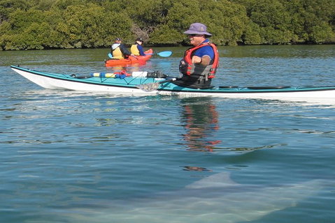 Adelaide Dolphin Sanctuary And Ships Graveyard Kayak Tour - Tourism Adelaide 5