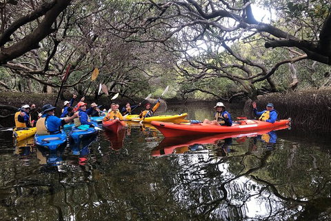 Adelaide Dolphin Sanctuary And Ships Graveyard Kayak Tour - Tourism Adelaide 10