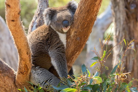 Mount Lofty Hike And Cleland Wildlife Park Day Trip From Adelaide - Tourism Adelaide 4