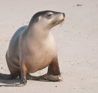 2-Day Kangaroo Island 4WD Small-Group Tour from Adelaide - Tourism Adelaide