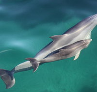 Dolphin Cruise from Adelaide with Optional Dolphin Swim - Tourism Adelaide