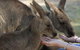 Full-Day Tour In South Australia Highlights - thumb 7