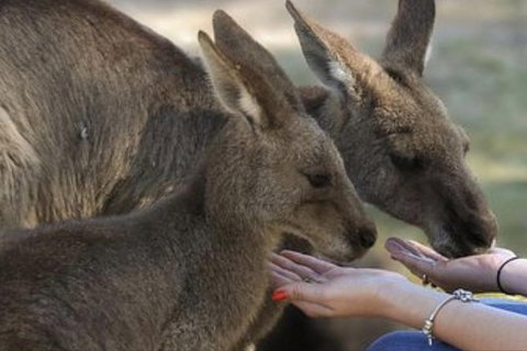 Full-Day Tour In South Australia Highlights - Tourism Adelaide 7