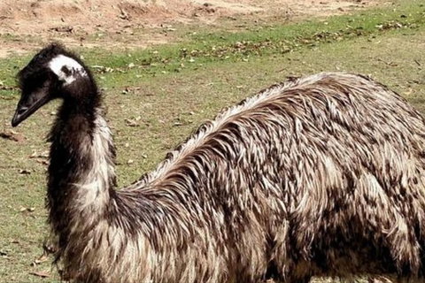Full-Day Tour In South Australia Highlights - Tourism Adelaide 3