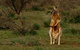 Flinders Ranges & Outback â€“ 3 Day Small Group Eco Safari - thumb 0
