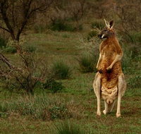 Flinders Ranges  Outback  3 Day Small Group Eco Safari - Tourism Adelaide