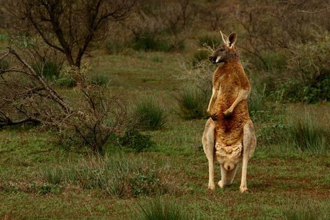 Flinders Ranges & Outback â€“ 3 Day Small Group Eco Safari - Tourism Adelaide 0