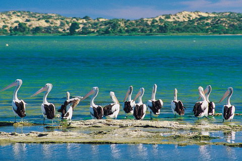 Coorong Discovery Cruise - Tourism Adelaide 6
