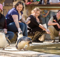 Adelaide Zoo Behind the Scenes Experience Penguins in Person - Tourism Adelaide