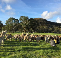 Alpaca Farm 2 hour Tour - Tourism Adelaide