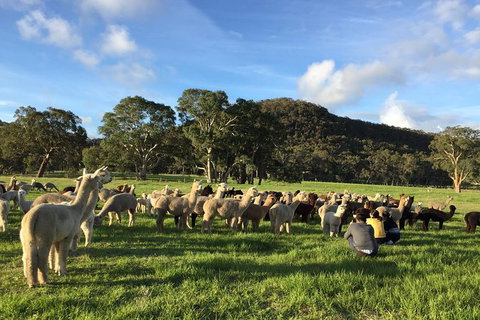 Alpaca Farm 2 Hour Tour - Tourism Adelaide 0